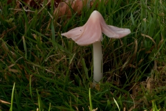 Hygrocybe calyptriformis - Pink Waxcap, Longshaw NT, Derbyshire.