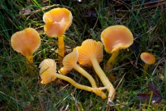 Hygrocybe ceracea - Butter Waxcap, Longshaw NT, Derbyshire.