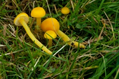 Hygrocybe ceracea - Butter Waxcap, Longshaw NT, Derbyshire.