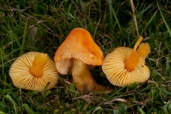 Hygrocybe chlorophana, Longshaw NT, Derbyshire.