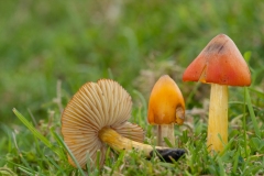 Hygrocybe conica - Blackening Waxcap, Longshaw NT, Derbyshire.