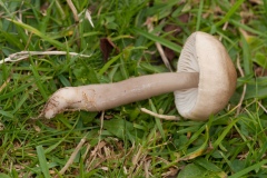 Hygrocybe irrigata - Slimy Waxcap, Longshaw NT, Derbyshire.