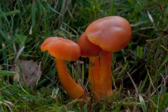 Hygrocybe miniata, Longshaw NT, Derbyshire.