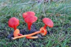 Hygrocybe miniata - Vermilion Waxcap, Longshaw NT, Derbyshire.