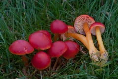 Hygrocybe miniata - Vermilion Waxcap, Longshaw NT, Derbyshire.