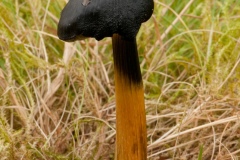 Hygrocybe nigrescens - Blackening Waxcap, Clumber Park, Notts.