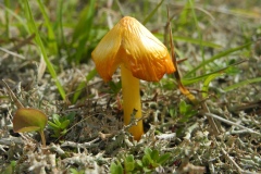 Hygrocybe persistens, Longshaw NT, Derbyshire.