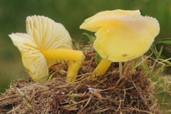 Hygrocybe persistens, Longshaw NT, Derbyshire.