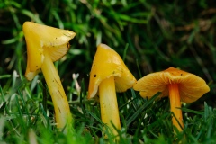 Hygrocybe persistens, Longshaw NT, Derbyshire.