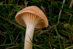 Hygrocybe pratensis - Meadow Waxcap, Longshaw NT, Derbyshire.