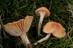 Hygrocybe pratensis - Meadow Waxcap, Longshaw NT, Derbyshire.