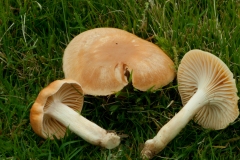 Hygrocybe pratensis - Meadow Waxcap, Longshaw NT, Derbyshire.