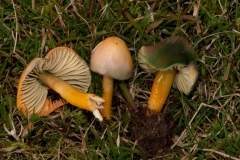 Hygrocybe psittacina - Parrot Waxcap, Longshaw NT, Derbyshire.