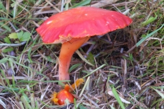 Hygrocybe punicea - Crimson Waxcap, Anston Stone.