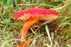 Hygrocybe punicea - Crimson Waxcap, Anston Stone.