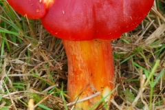 Hygrocybe punicea - Crimson Waxcap, Anston Stone.