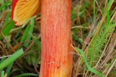 Hygrocybe punicea - Crimson Waxcap, Anston Stone.