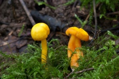 Hygrocybe quieta, Anston Stones.