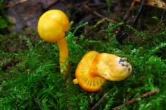 Hygrocybe quieta, Anston Stones.