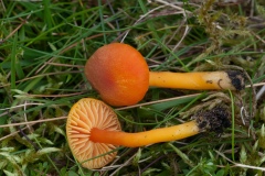 Hygrocybe reidii, Longshaw NT, Derbyshire.