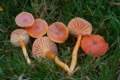 Hygrocybe reidii, Longshaw NT, Derbyshire.