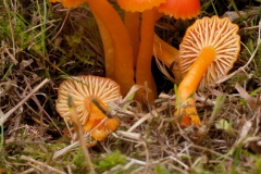 Hygrocybe splendidissima, Longshaw NT, Derbyshire.