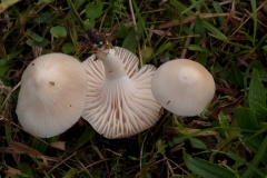 Hygrocybe virginea - Snowy Waxcap, Longshaw NT, Derbyshire.