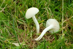 Hygrocybe virginea - Snowy Waxcap, Longshaw NT, Derbyshire.