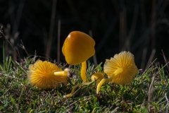 Hygrocybe vitellina, Budby Common, Notts.