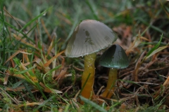 Hygrocybe psittacina - Parrot Waxcap, Longshaw NT, Derbyshire.