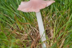 Hygrocybe calyptriformis - Pink Waxcap, Longshaw NT, Derbyshire.