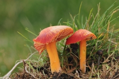 Hygrocybe coccinea - Scarlet Waxcap, Longshaw NT, Derbyshire.