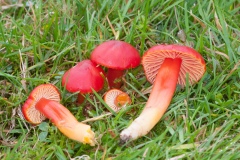 Hygrocybe coccinea - Scarlet Waxcap, Longshaw NT, Derbyshire.