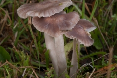 Hygrocybe unguinosa - Slimy Waxcaps, Clumber Park, Notts.