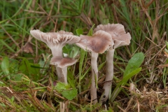 Hygrocybe unguinosa - Slimy Waxcaps, Clumber Park, Notts.