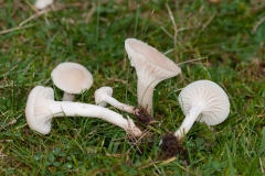 Hygrocybe virginea - Snowy Waxcap, Longshaw NT, Derbyshire.