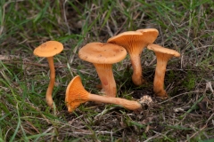 Hygrophoropsis aurantiaca - False Chantrelle, Conjure Alders, Notts.