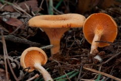 Hygrophoropsis aurantiaca - False Chantrelle, Clumber Park NT, Notts.