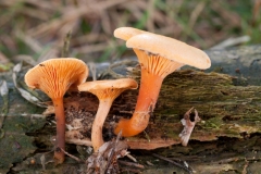 Hygrophoropsis aurantiaca - False Chantrelle, Budby Common, Notts.