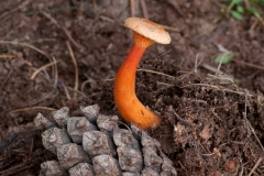 Hygrophoropsis aurantiaca - False Chantrelle, Clumber Park NT, Notts. Photo by Les Coe