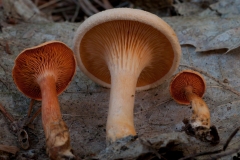 Hygrophoropsis aurantiaca - False Chantrelle, Clumber Park NT, Notts.