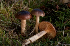 Hygrophorus hypothejus - Herald of Winter, Clumber Park NT, Notts.