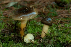 Hygrophorus hypothejus - Herald of Winter, Shirwood Pines, Notts.