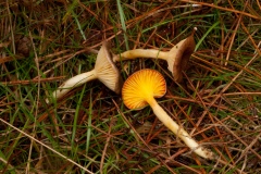 Hygrophorus hypothejus - Herald of Winter, Shirwood Pines, Notts.