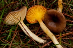 Hygrophorus hypothejus - Herald of Winter, Shirwood Pines, Notts.