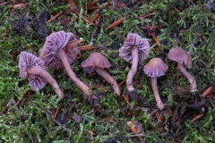 Laccaria bicolor - Bicoloured Deceiver, Sherwood Pines, Notts.