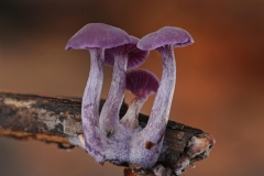 Laccaria amethystina - Amethyst Deceiver, Sherwood Pines, Notts.