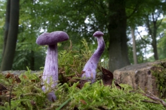 Laccaria amethystina - Amethyst Deceiver, Longshaw NT, Derbyshire.