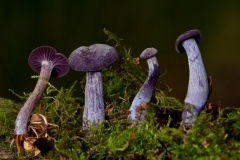 Laccaria amethystina - Amethyst Deceiver, Longshaw NT, Derbyshire.