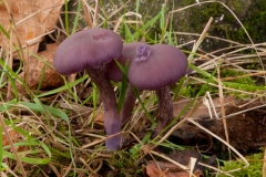 Laccaria amethystina - Amethyst Deceiver, Sherwood Pines, Notts.